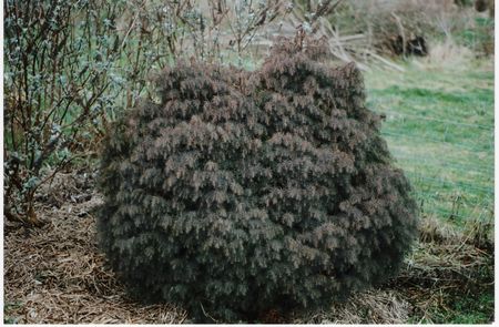 Cryptomeria japonica Elegans Compacta